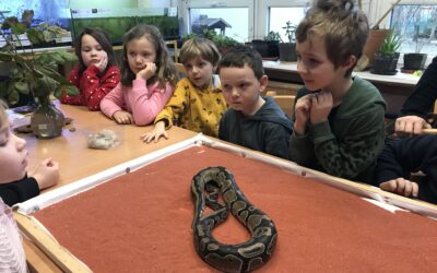 Krtečci a zvířátka v DDM