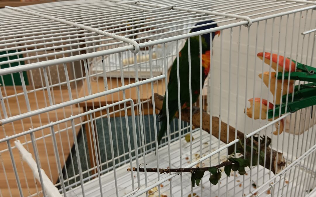 Medvídci – papoušci 🦜