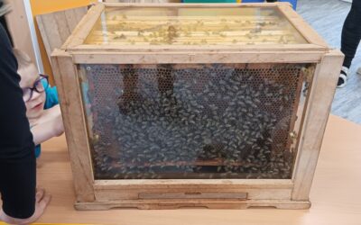 Krtečci a včelky 🐝