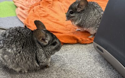 Koťátka a činčily 😊